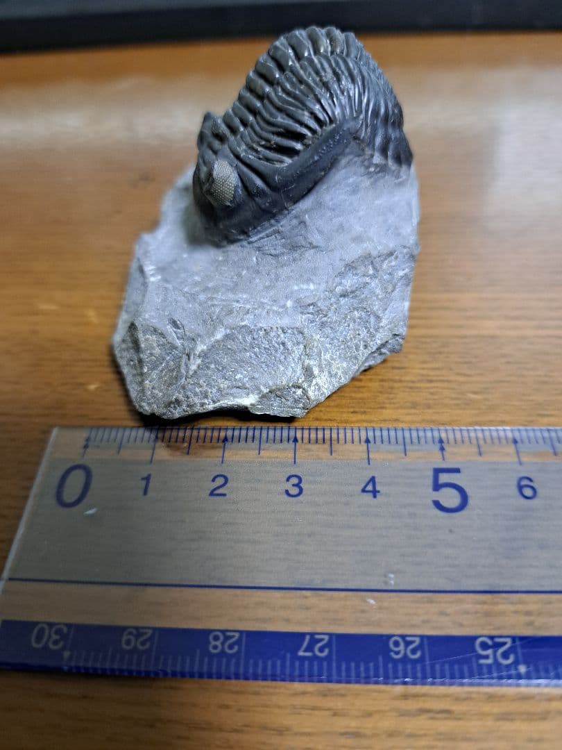 三葉虫 ホラドプス メソクリスタータ 化石 il_1080xN.7459837841_pa93.jpg