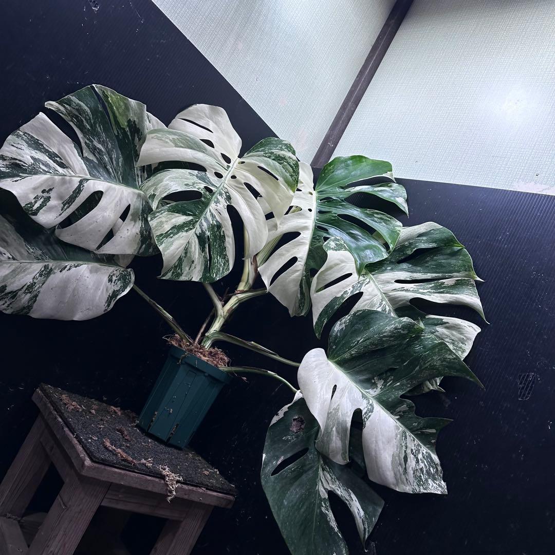 斑入りモンステラ ホワイトタイガー極美大株76cm白斑多