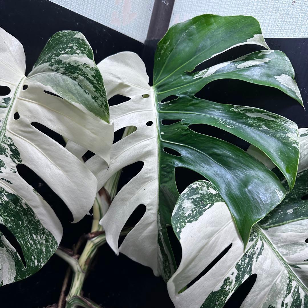 斑入りモンステラ ホワイトタイガー極美大株76cm白斑多