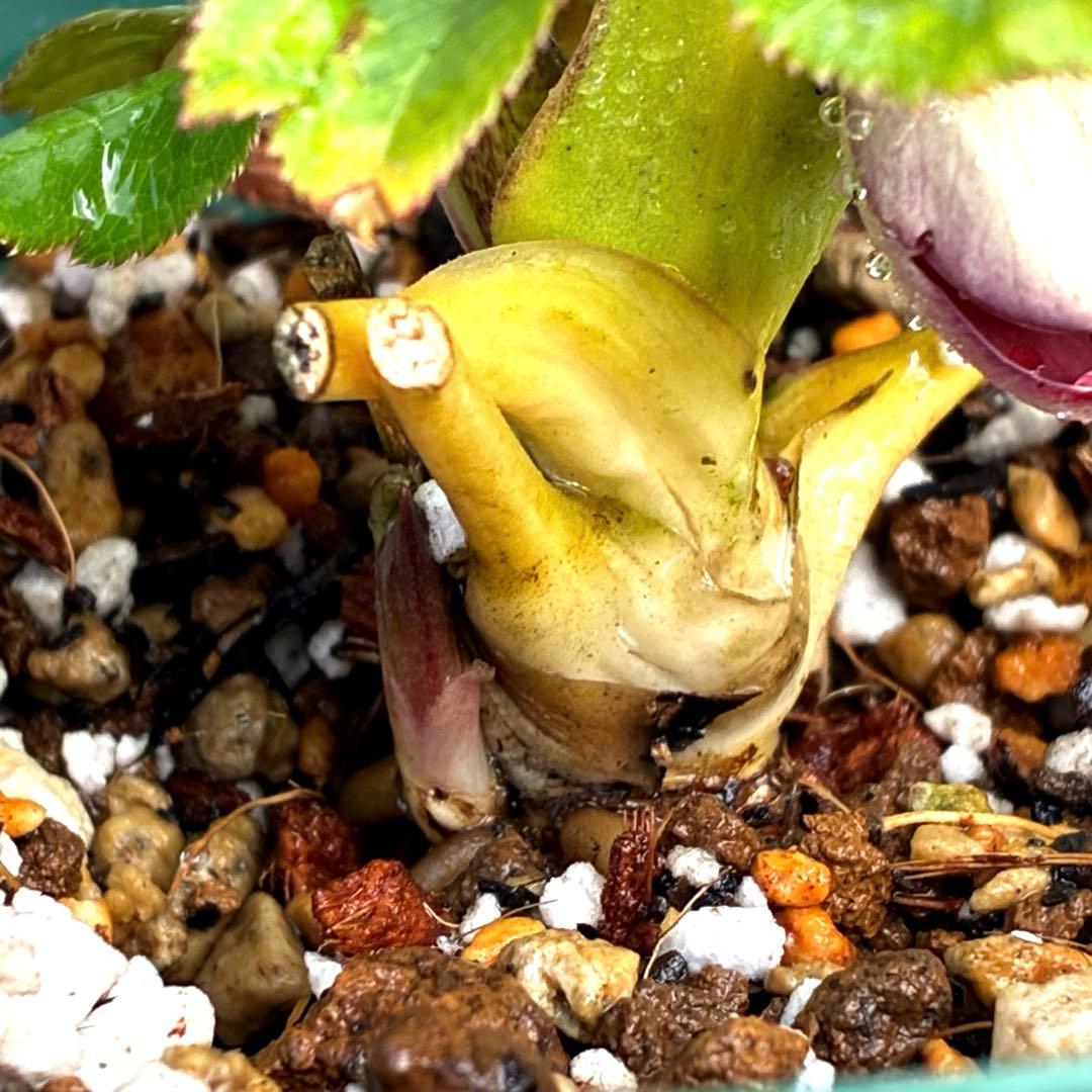 も*読様 3491☘️蕾花、タグ付き☘️金SD⭐️オーレア⭐️小輪⭐️金/紅ツー