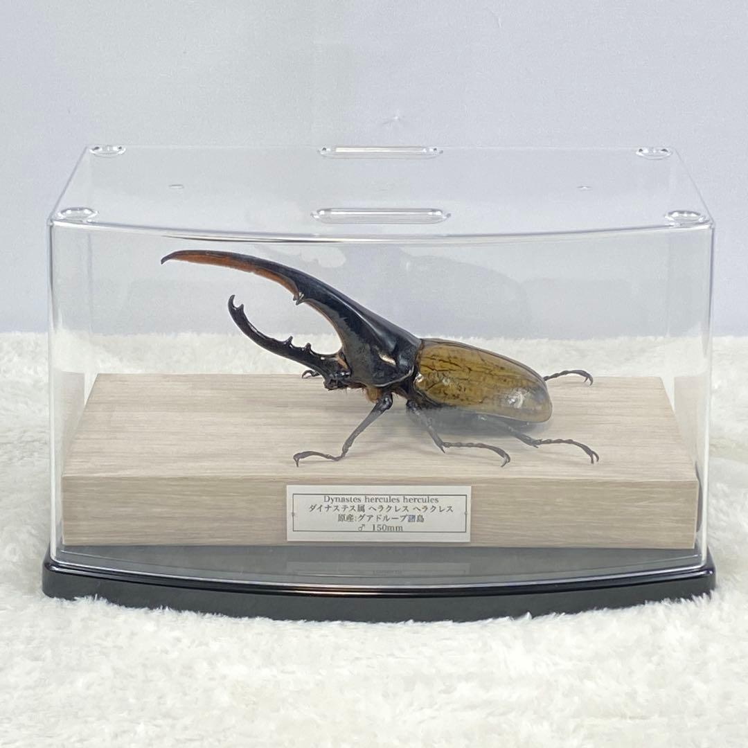 大型】ヘラクレスオオカブト（ヘラクレス）のオブジェ（標本） - メルカリ