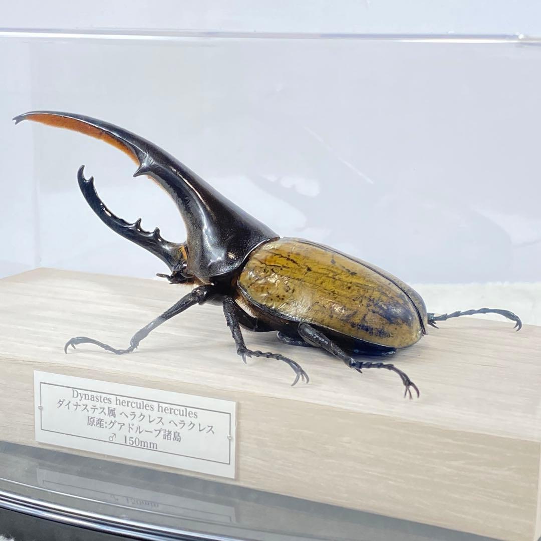 大型】ヘラクレスオオカブト（ヘラクレス）のオブジェ（標本） - メルカリ