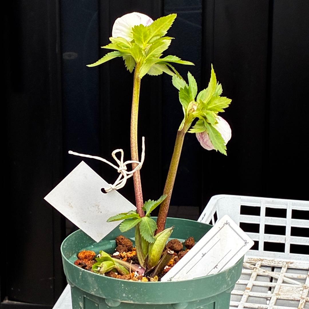 か*み様 3560☘️蕾花タグ付き☘️パステリッシュストレイン⭐️小輪⭐️優しい