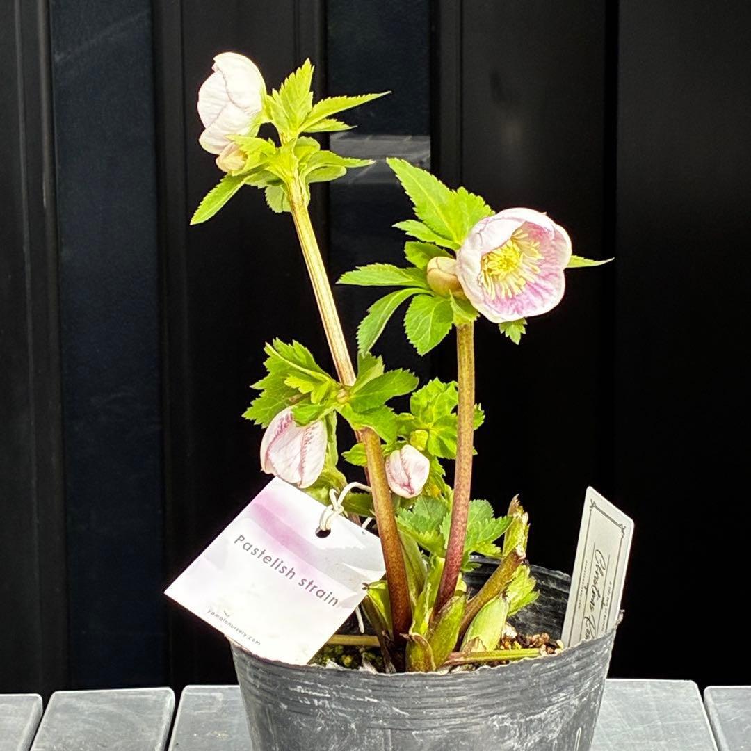 か*み様 3560☘️蕾花タグ付き☘️パステリッシュストレイン⭐️小輪⭐️優しい