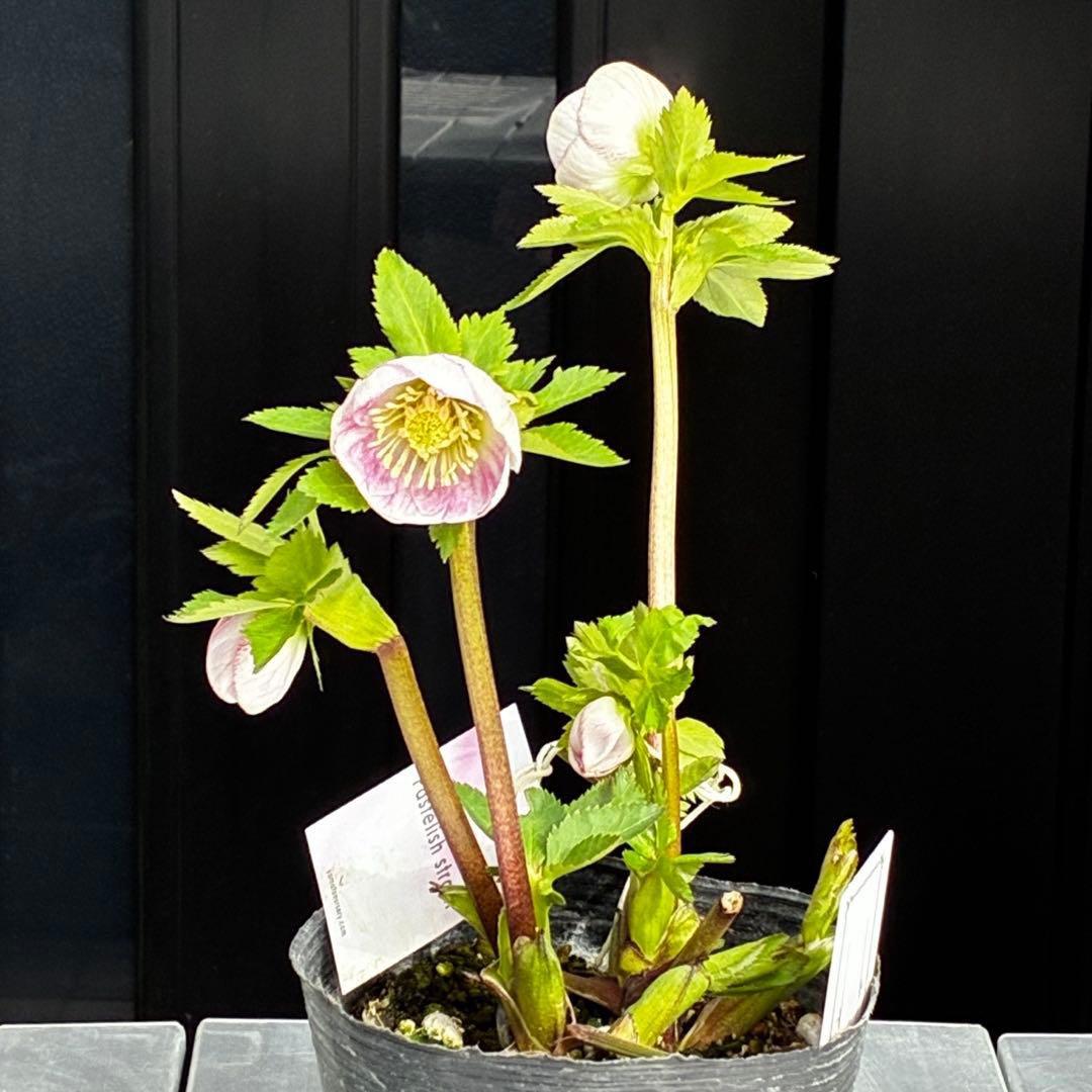 か*み様 3560☘️蕾花タグ付き☘️パステリッシュストレイン⭐️小輪⭐️優しい