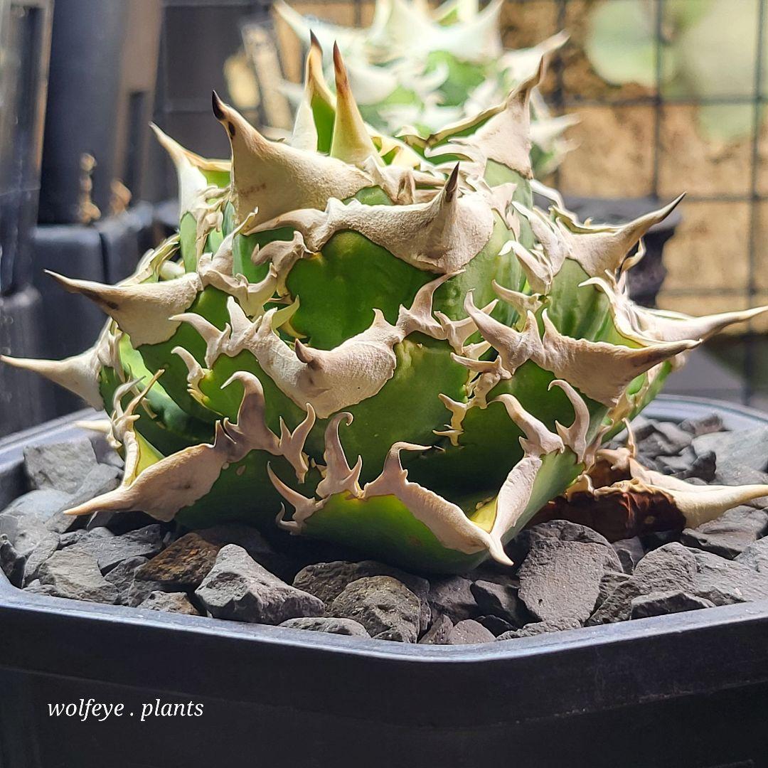 アガベ チタノタ 大白鯊 PUP ホホジロザメ - メルカリ