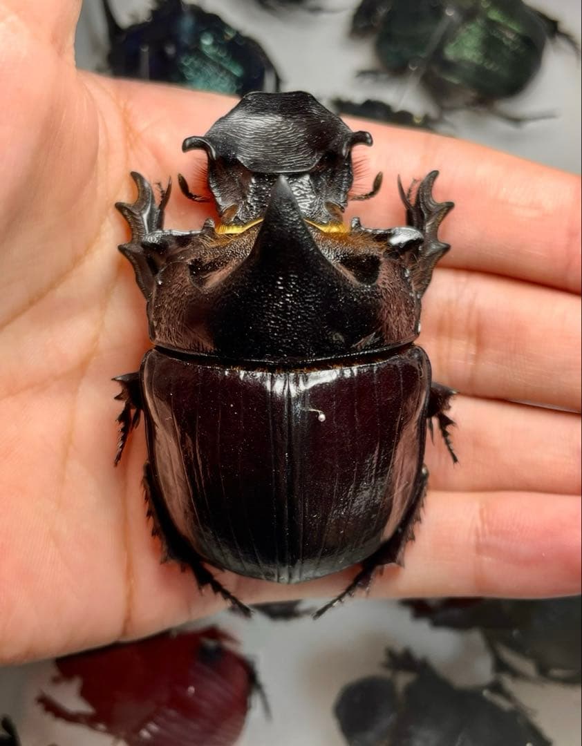 昆虫標本 巨大種　オウサマナンバンダイコクコガネ 大型ペア65×61 昆虫標本 巨大種 オウサマナンバンダイコクコガネ 大型ペア65×61