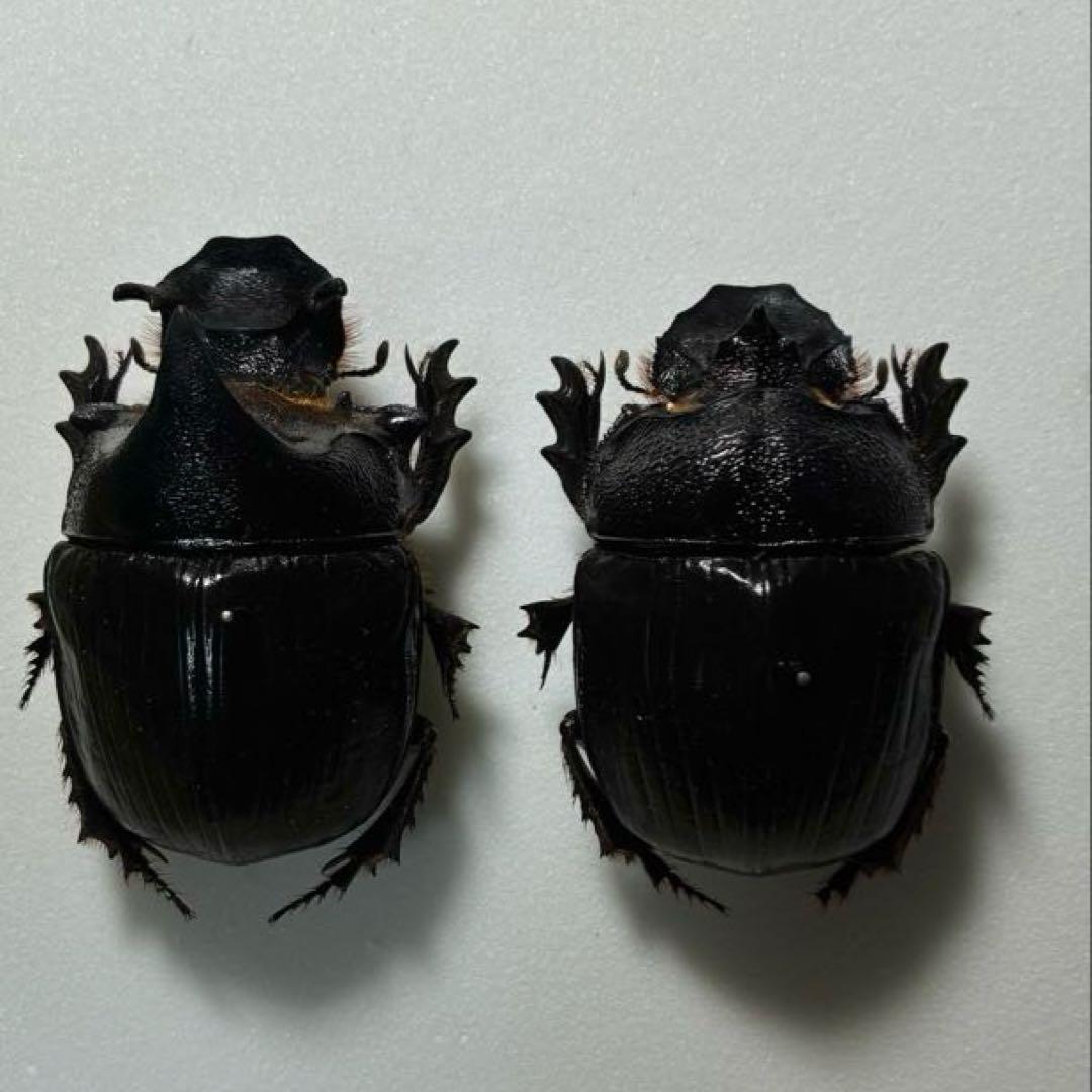昆虫標本 巨大種 オウサマナンバンダイコクコガネ 大型ペア65×61