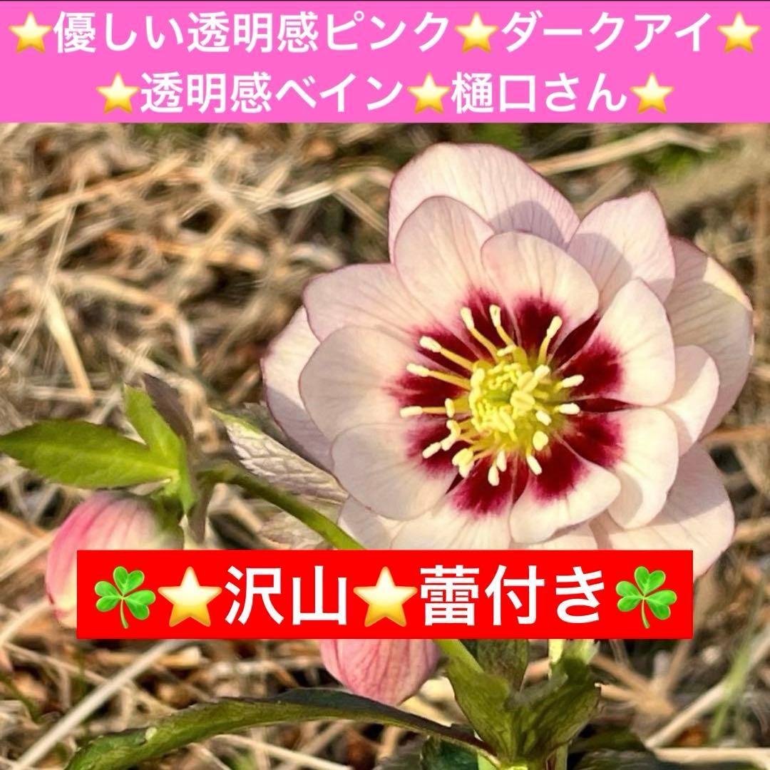 ラ*ク様 ☘️❤️沢山❤️蕾付き☘️3396⭐️優しい透明感ピンク⭐️ダークアイ 桜坂しずく #ShizukuOsaka #ラブライブ #LoveLive #aiart