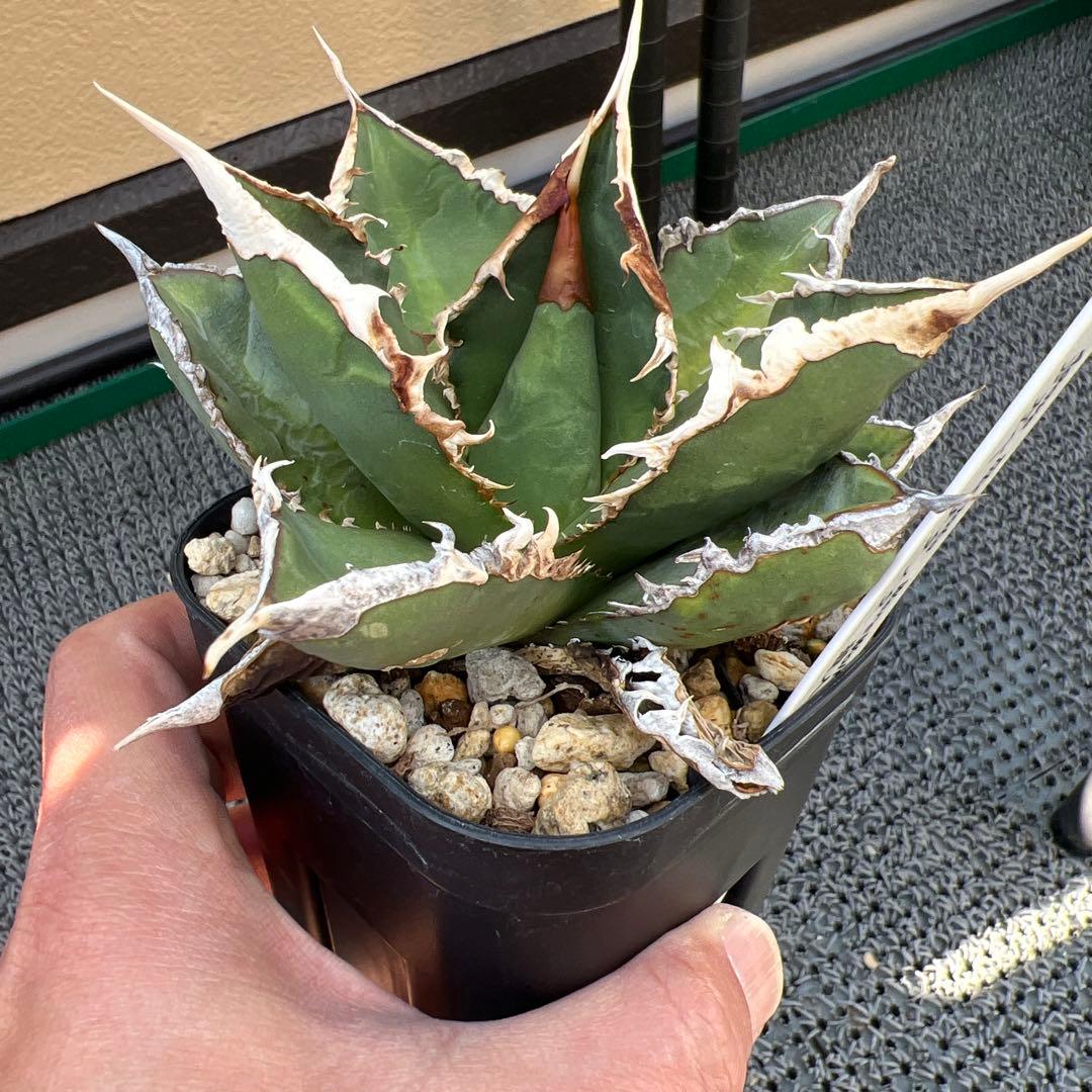 アガベ チタノタ 狼人 - メルカリ