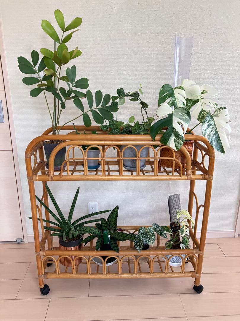 未使用 たけろうポット 検) パキプス 芽の巣山 Tacson カタフ ホリダス