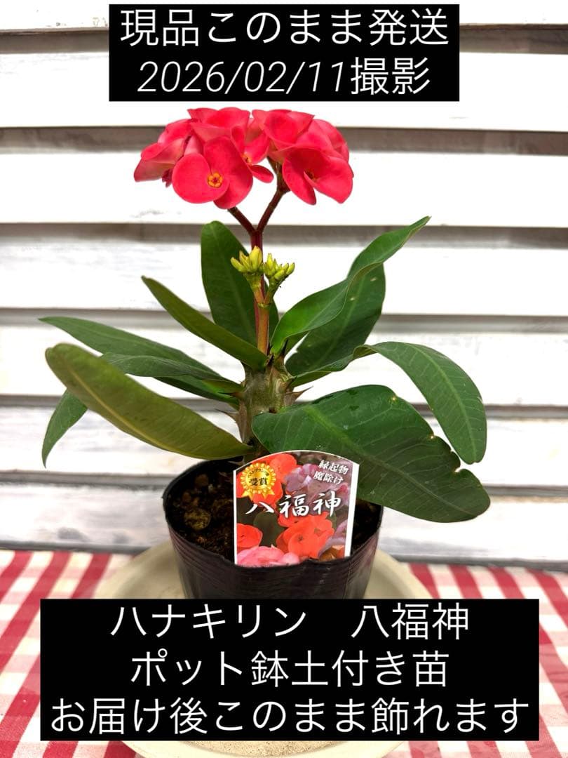 ハナキリン八福神 ポット鉢土付き苗 お届け後このまま飾れます 現品