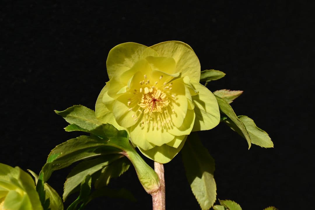 クリスマスローズ　超1級品！認定メロンゴールド　加藤農園 メロンゴールド 加藤農園 クリスマスローズ 開花株 - メルカリ