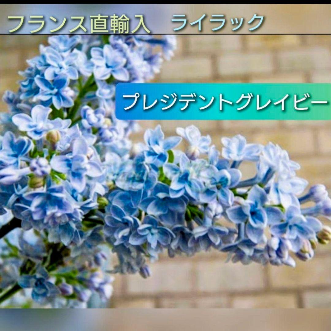 宿根草【フランス産直輸入】 ライラック プレゼントグレイビー