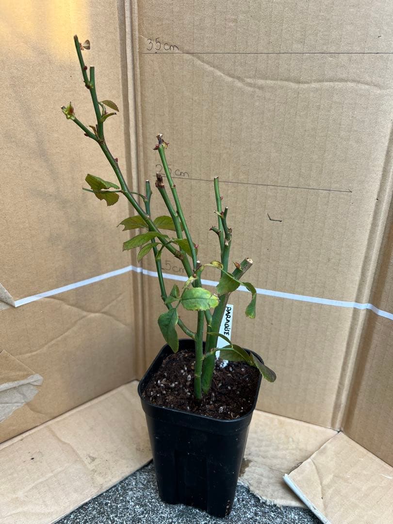 「古澤　蓮」切り花品種バラ苗　レア　4点