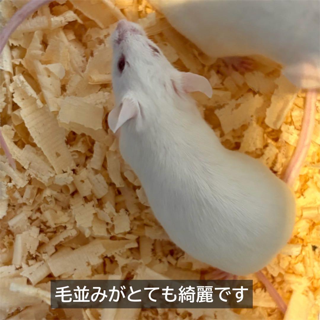 冷凍マウス アダルトM50匹 ※日時指定希望の方は必ず説明欄をお読み