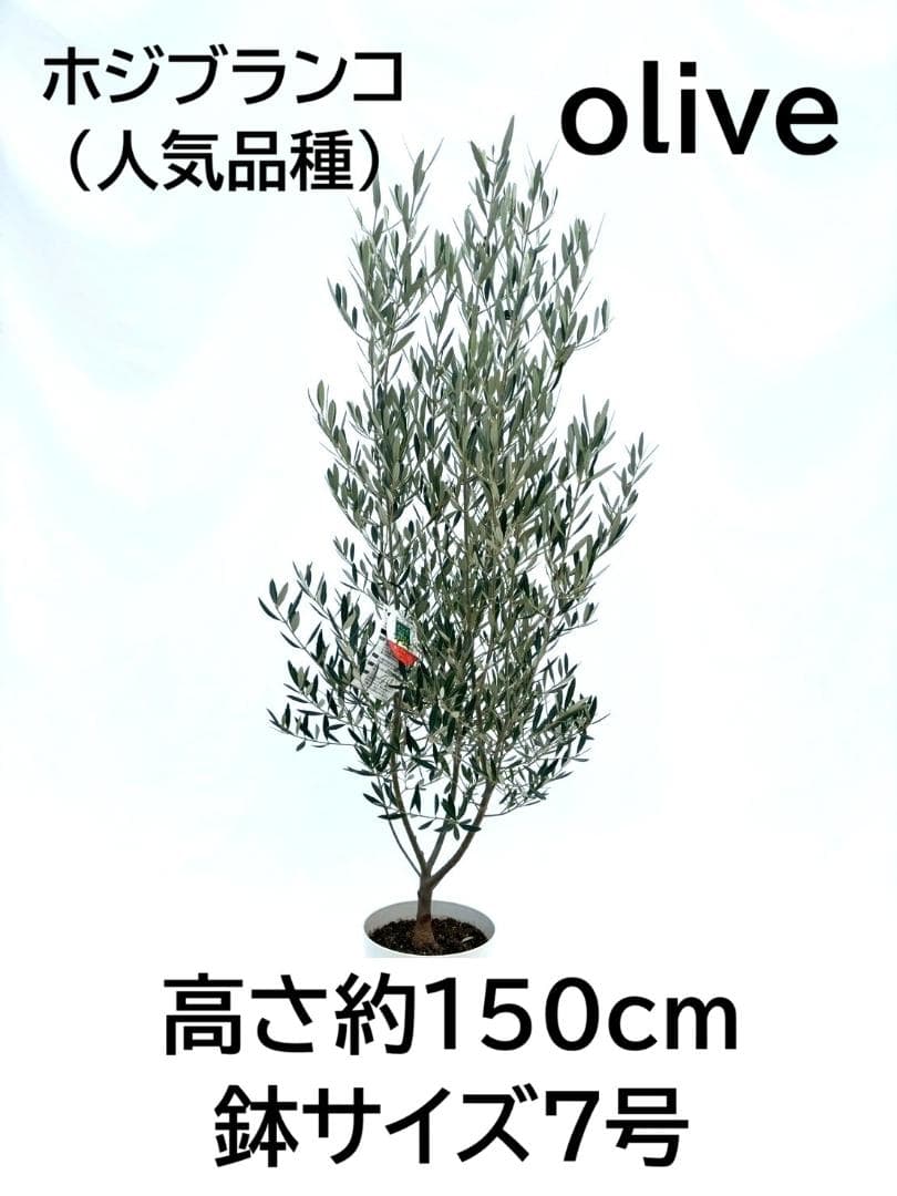 オリーブの木　ホジブランコ　7号　約150cm　NO.853　人気品種　現品掲載 オリーブの木 ホジブランコ 7号 約150cm NO.853 人気品種 現品掲載
