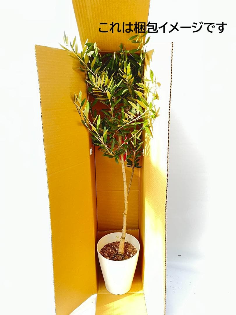 オリーブの木 ホジブランコ 7号 約150cm NO.853 人気品種 現品掲載
