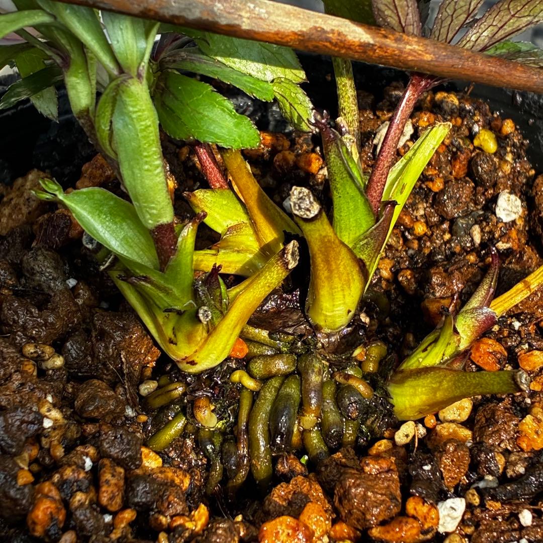 も*読様 3540☘️蕾花タグ付☘️オキシ交配⭐️超小輪⭐️超コロコロカップ⭐️