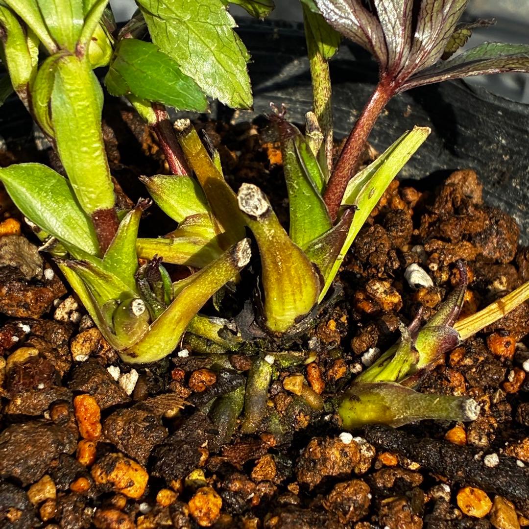 も*読様 3540☘️蕾花タグ付☘️オキシ交配⭐️超小輪⭐️超コロコロカップ⭐️