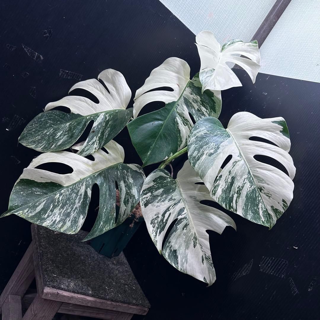 斑入りモンステラ ホワイトタイガー極美大株71cm白斑多 - メルカリ
