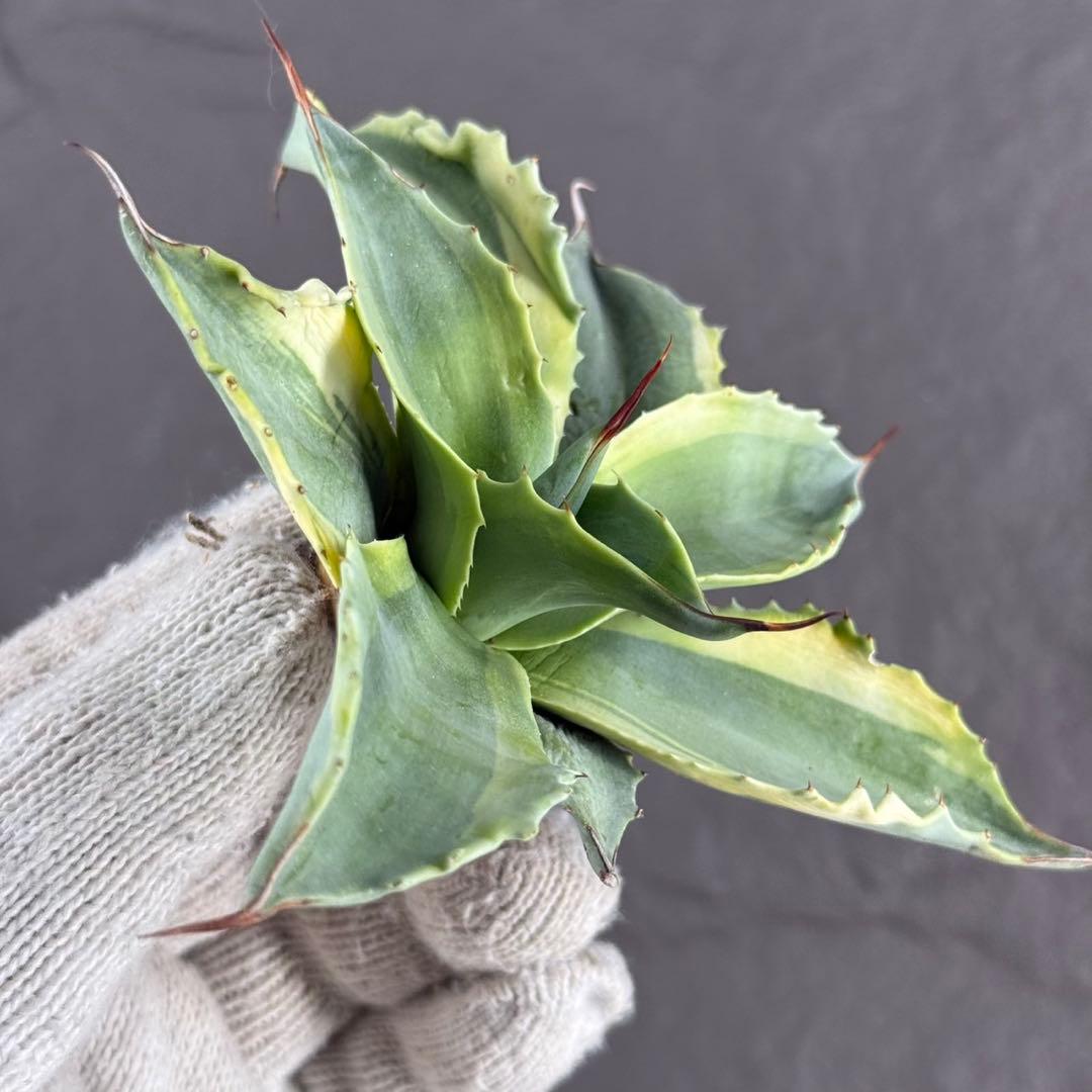 ゴ*ナ様 【アガベ オバティフォリア“オルカ”】地植え/-18℃まで/極上　L2