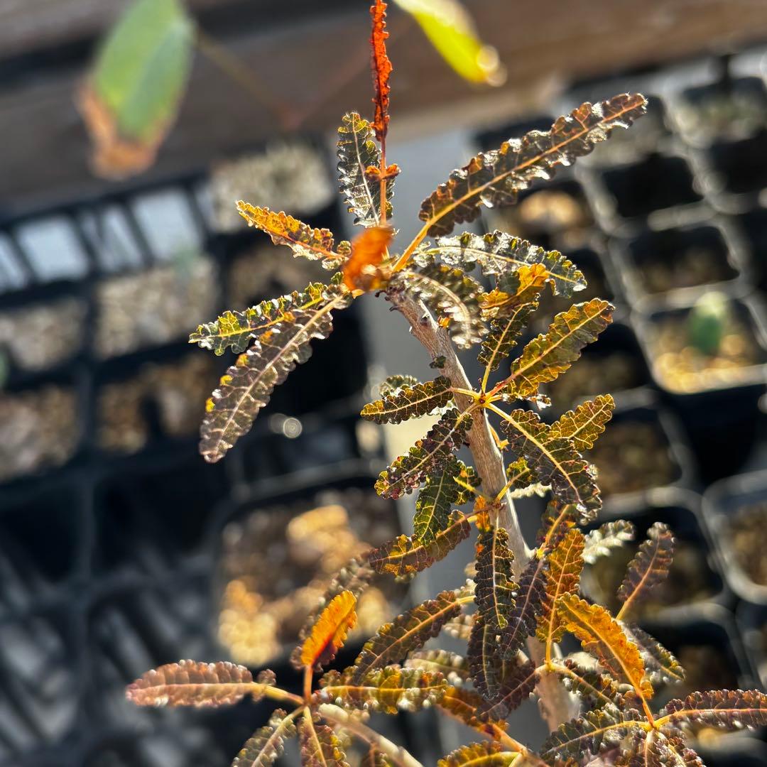 美株 希少 実生 選抜株 ボスウェリア ナナ 塊根 灌木 コーデックス 枝振充実