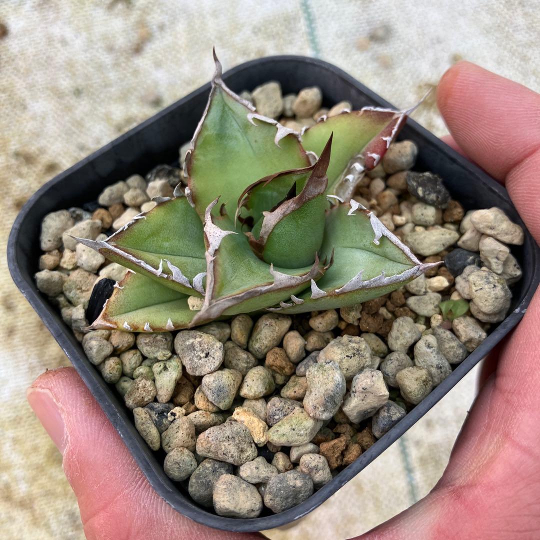 みっく　アガベ　3点