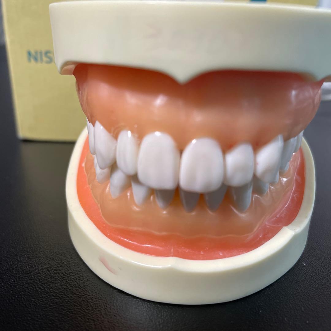 NISSIN歯科模型ニッシンデンタルモデルD18FE-500A-QF全て未形成歯