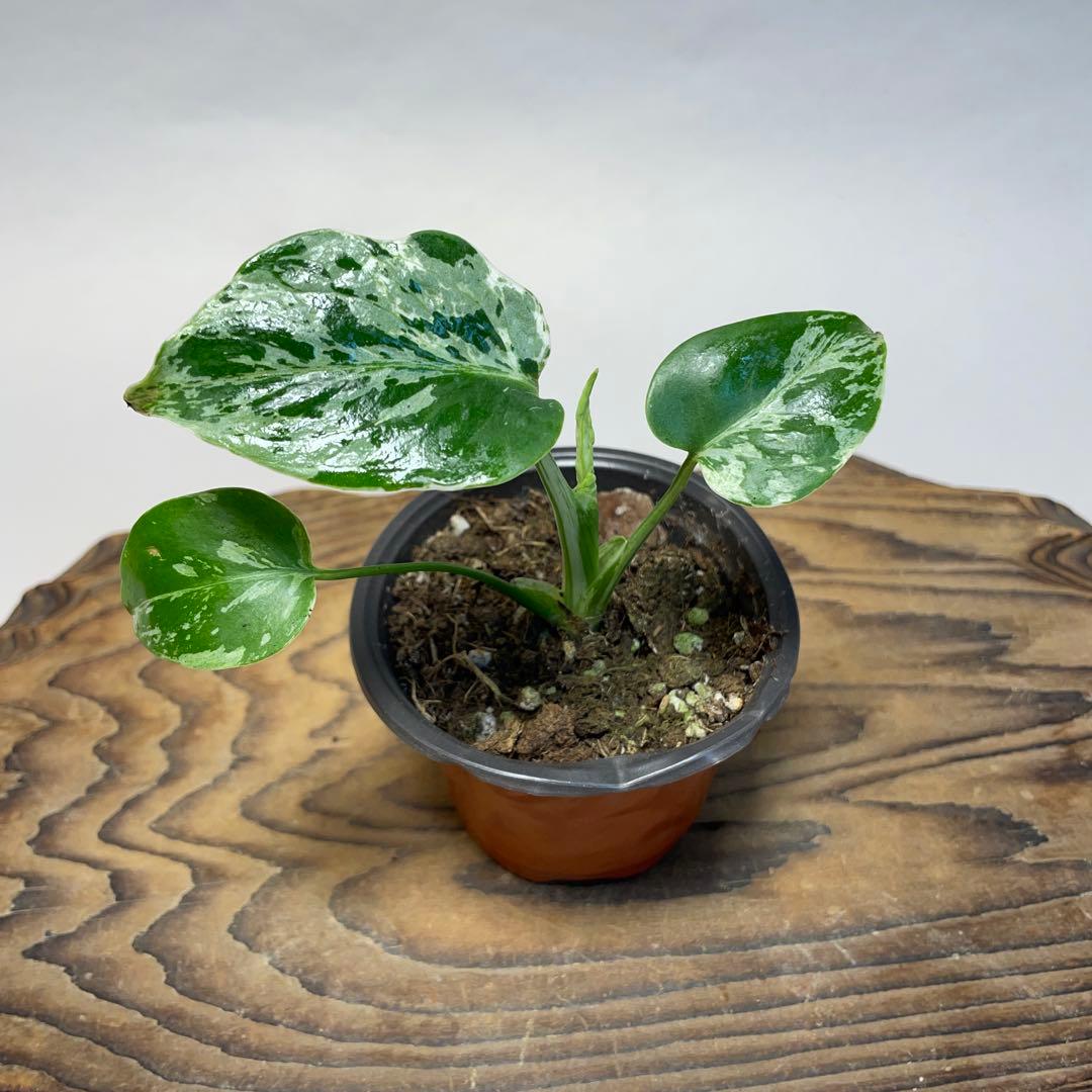 q19品種保証！斑入り保証！Bulbasaurモンステラ バルバソー フシギダネ