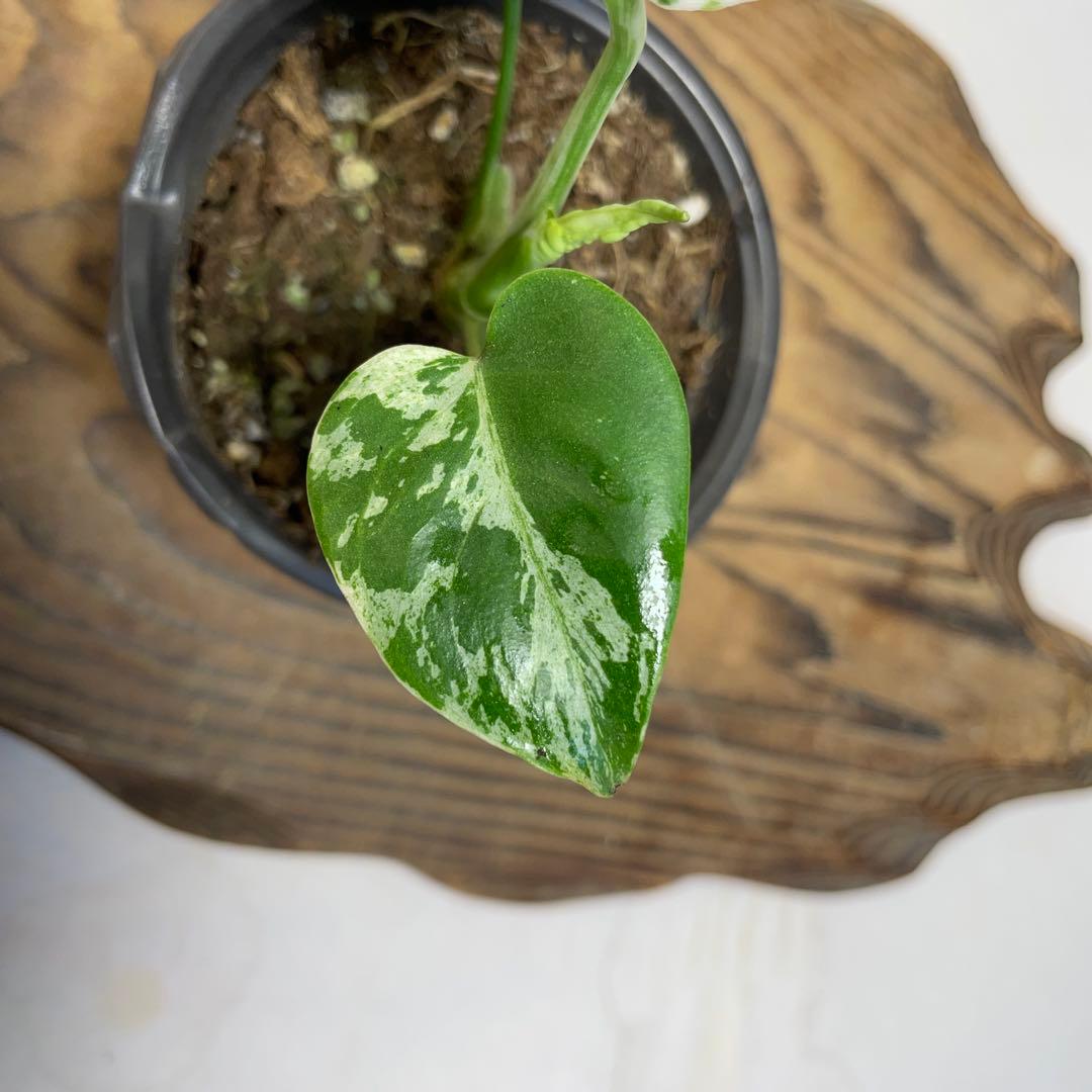 q19品種保証！斑入り保証！Bulbasaurモンステラ バルバソー フシギダネ