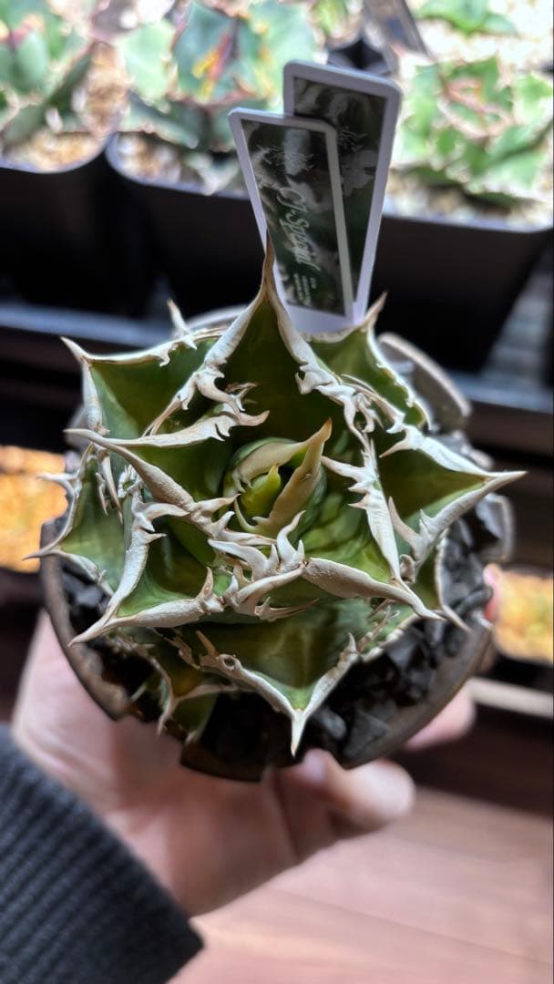 【発根済み】アガベ　CJ-Special 子株　検索)大白鯊、Ivory wa