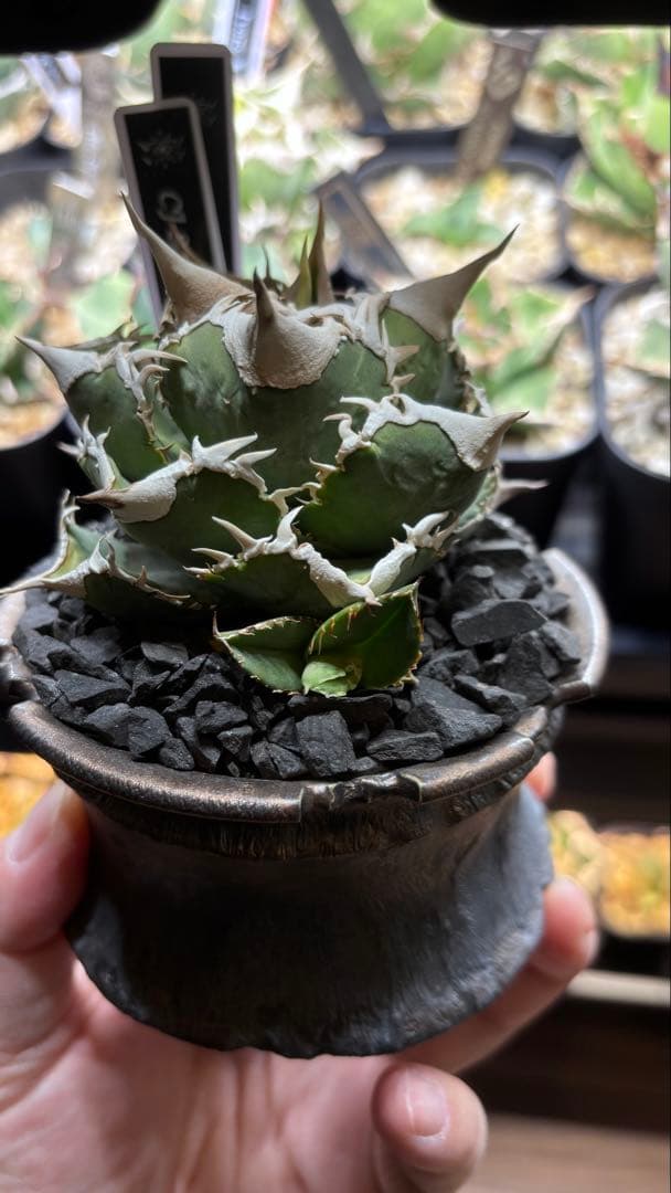 【発根済み】アガベ　CJ-Special 子株　検索)大白鯊、Ivory wa