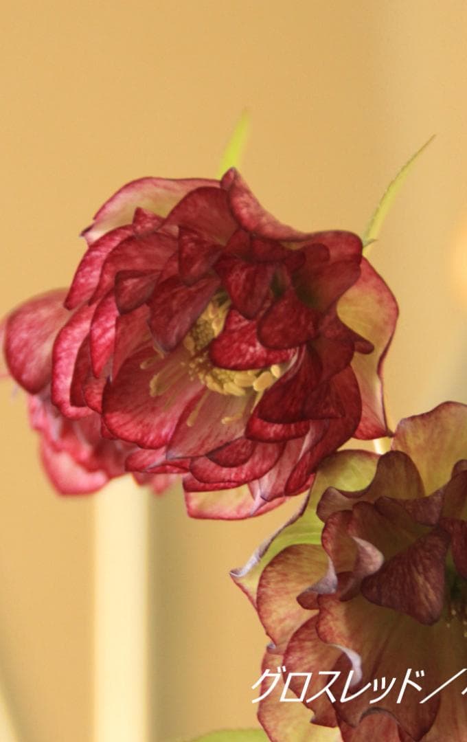 くり様ご確認用　クリスマスローズ未開花株（株分け　小さめ） くり様ご確認用 クリスマスローズ未開花株（株分け 小さめ） - メルカリ