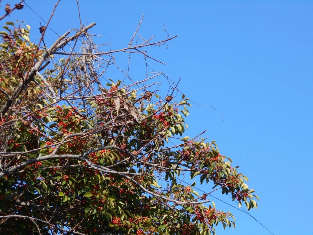 単三電池で動く！】Nikon COOLPIX L32 レッド 動作確認済 - メルカリ