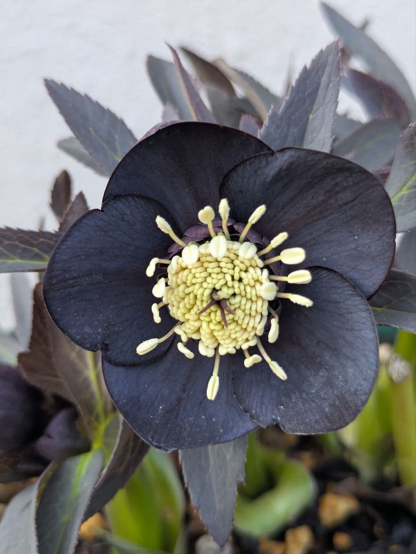 広瀬園芸】クリスマスローズ ブラック シングル（SS） 3年管理充実株6