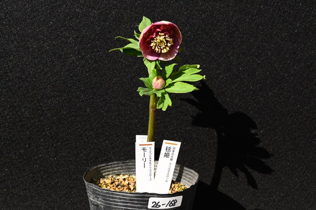 クリスマスローズ 認定毬姫モーリーsd多弁レッド 加藤農園 - メルカリ