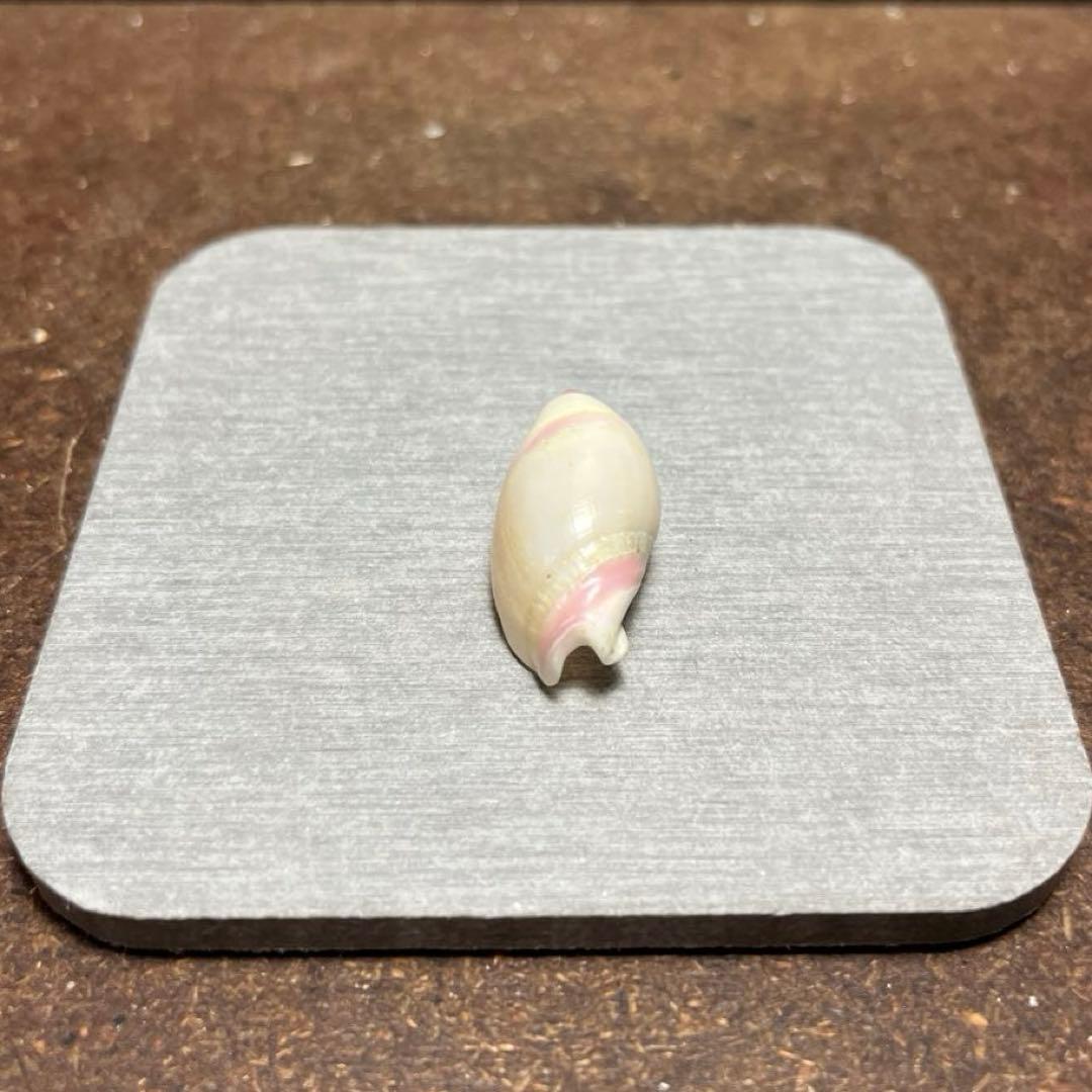 オ*ラ様 ラスト1点　激レア　美品　熊本県産　マボロシリュウグウボタル