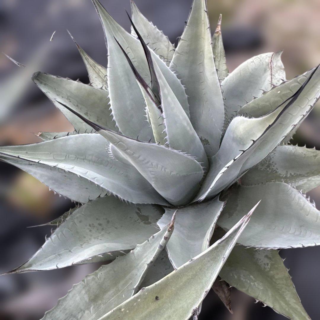 アガベ 地植え 大株 パリー オバティフォリア アメリカーナ ドライガーデン