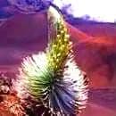 シルバーソード 統合 パワーオブフラワーヒーリング