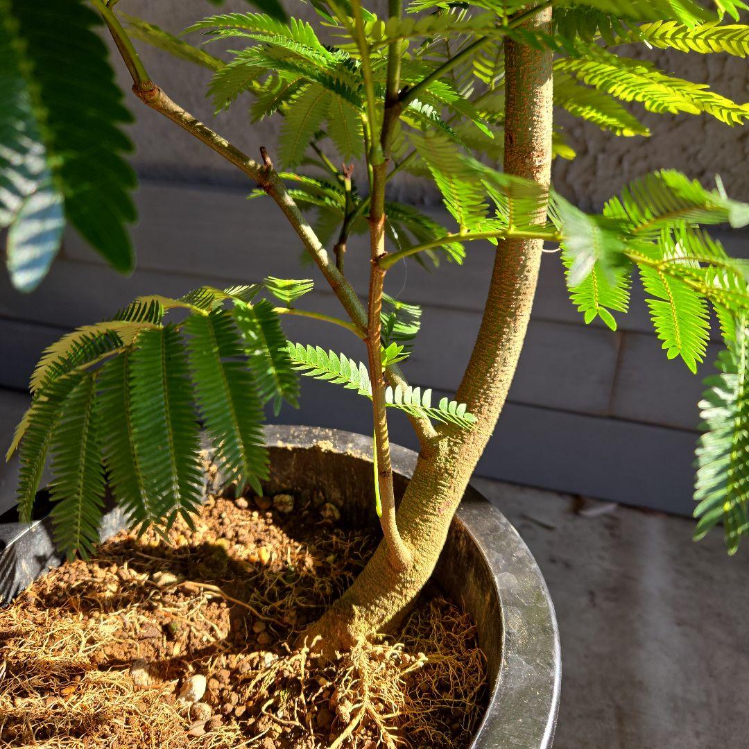 ⑪ エバーフレッシュ曲がり仕立て 8号特大苗木最高等級極上品‼️