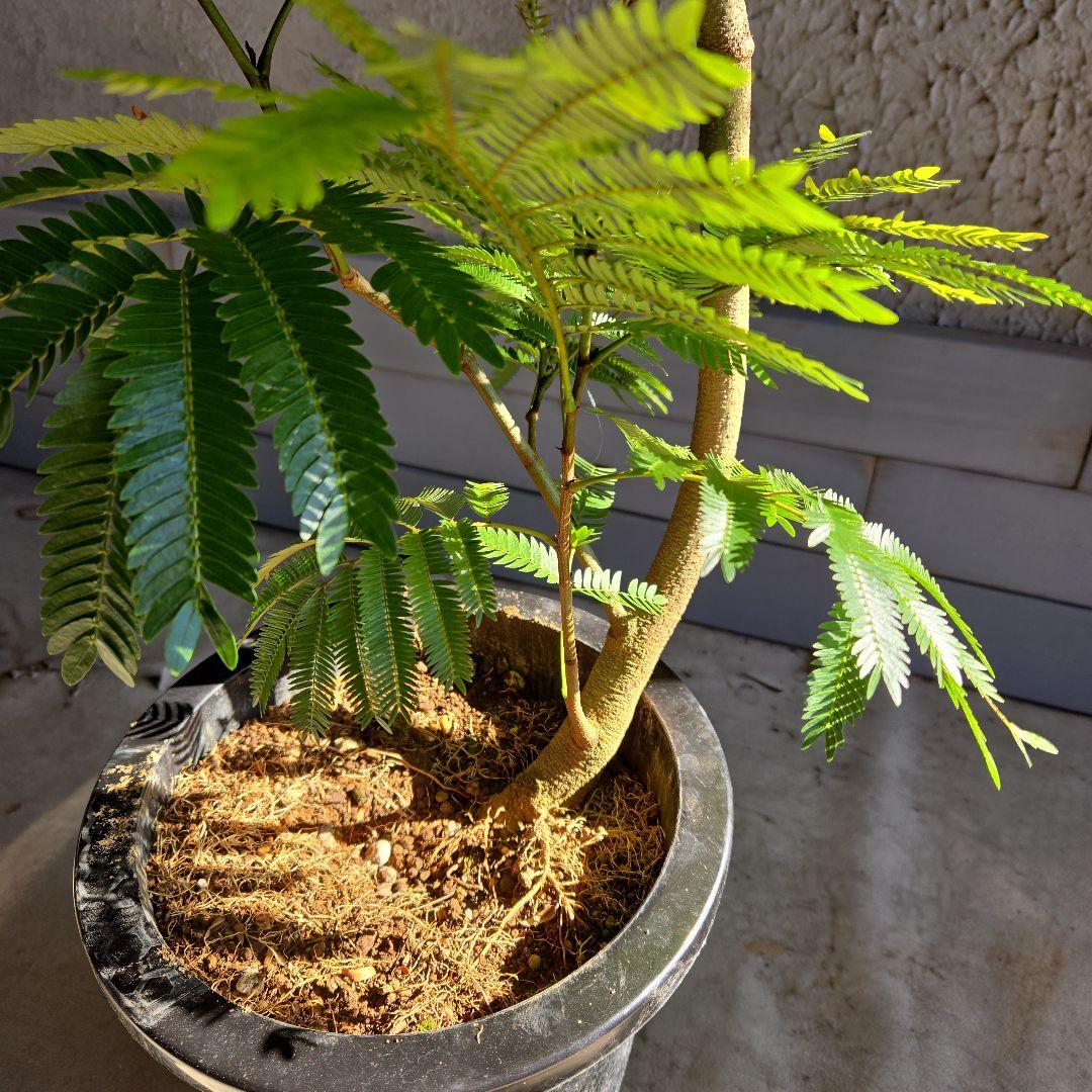 ⑪ エバーフレッシュ曲がり仕立て 8号特大苗木最高等級極上品‼️