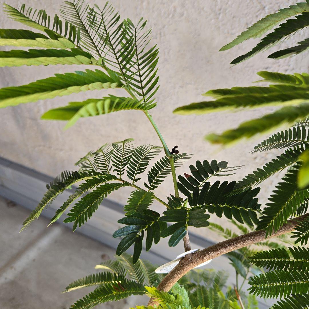 ⑪ エバーフレッシュ曲がり仕立て 8号特大苗木最高等級極上品‼️