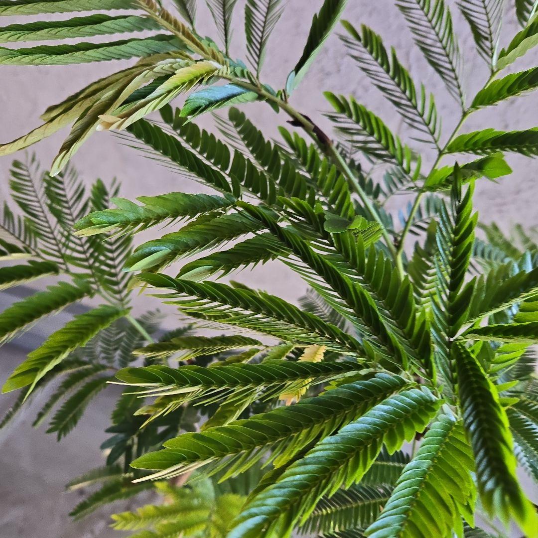 ⑪ エバーフレッシュ曲がり仕立て 8号特大苗木最高等級極上品‼️