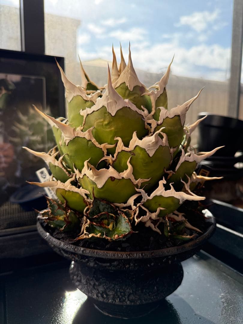 ＊＊＊＊　カタチ製作所　鉢のみ カタチ製作所の陶器鉢はどう買うの？購入方法まとめ｜BOTANILIFE