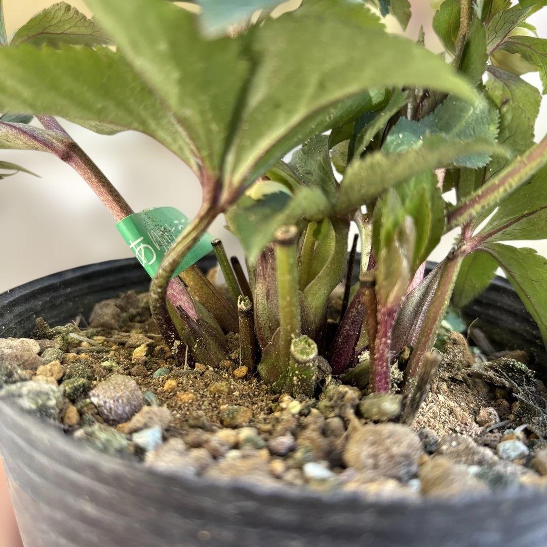 いろはhyb dd 大木ナーサリー クリスマスローズ タグ付き 現品 開花株