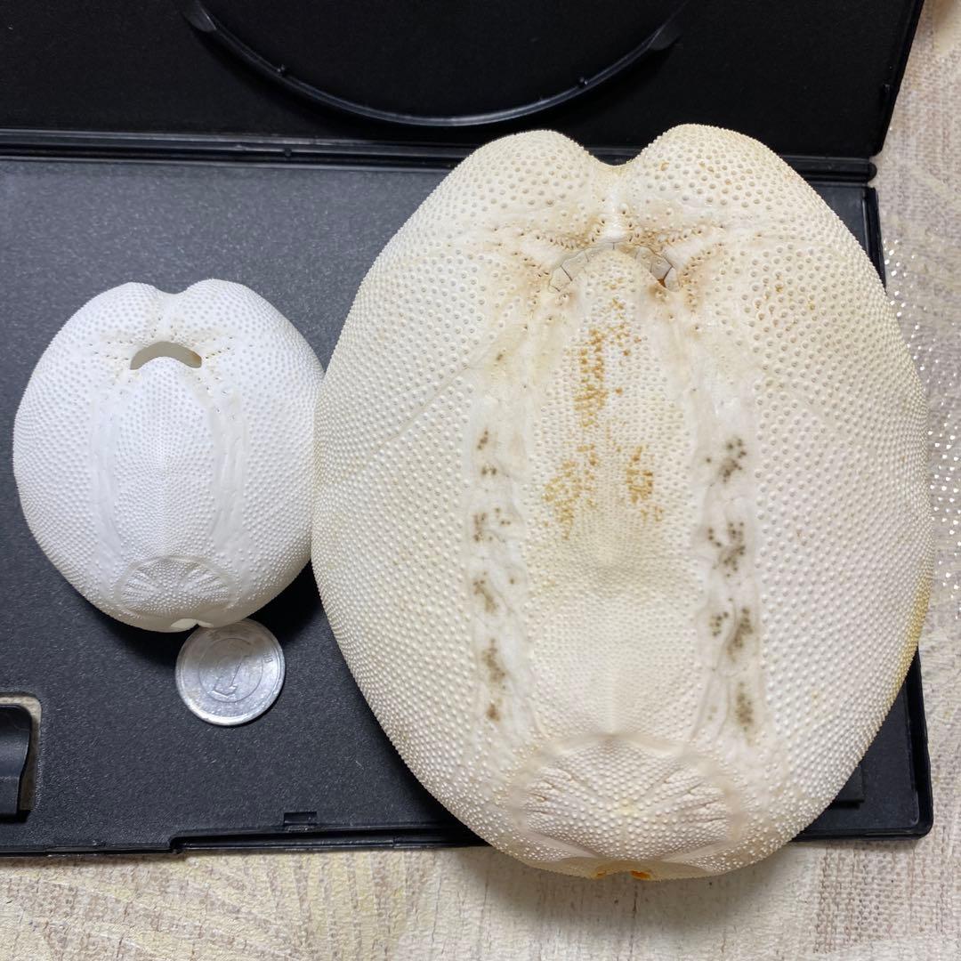 ライオンブンブク ライオネスブンブク ウニ標本 ウニ殻標本 標本