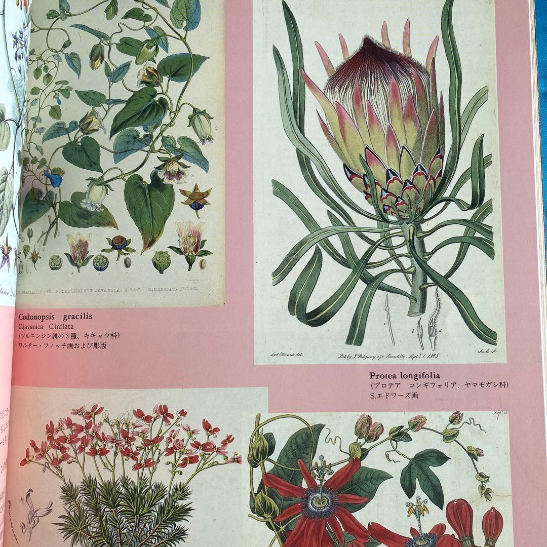 ボタニカルアートの世界 - メルカリ