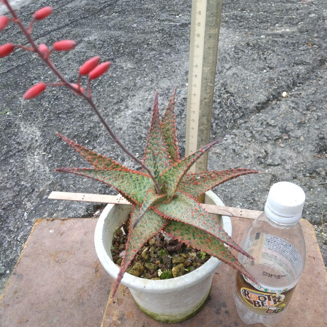 多肉植物アロエ デビルグループ ドラゴン抜き苗一株 - メルカリ