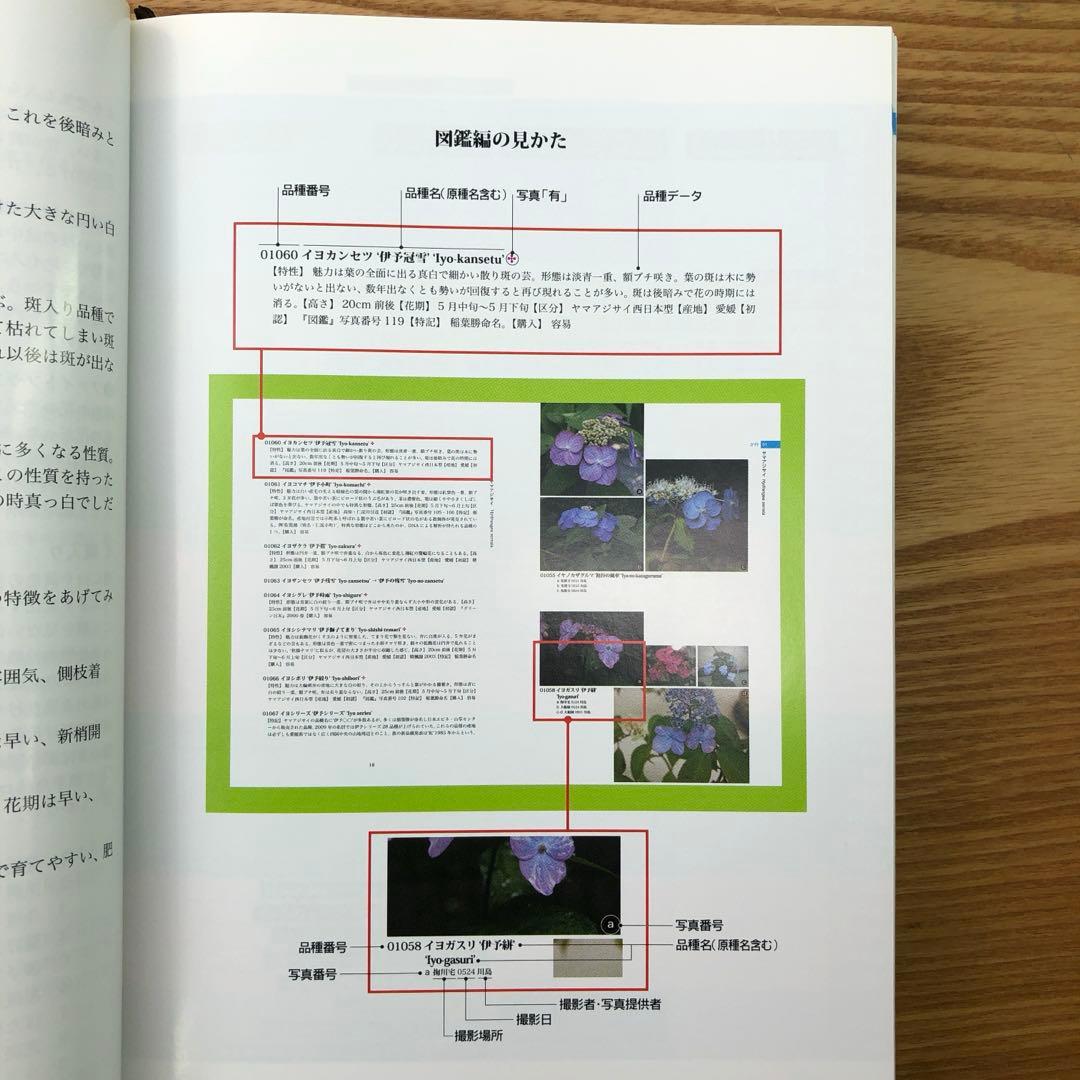 【限定1冊のみ】アジサイ百科 川島 榮生著 希少 レア 美品 匿名配送